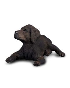 Labrador Retriever Pui S Collecta 