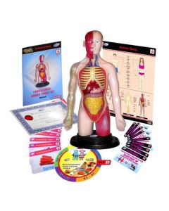 Kit educational mulaj Corpul uman si sistemul digestiv