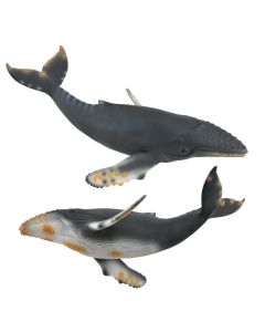 Balena cu cocoasa - Collecta