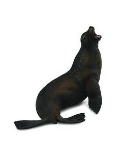 Leu de mare- Collecta